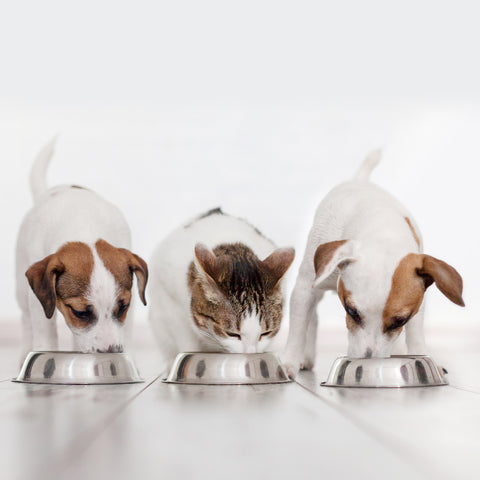 Do you know what's in your pets food?