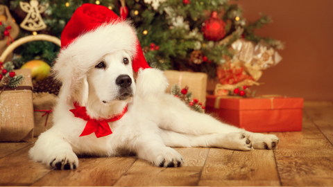 Christmas Collection