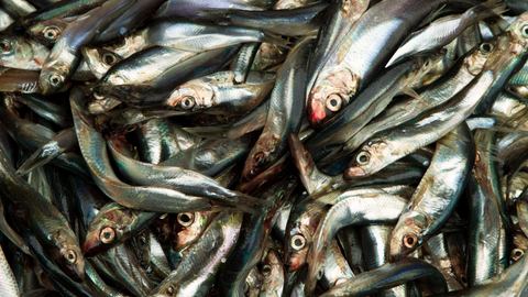 the-raw-superstore-raw-fish-and-prey