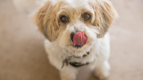 the-raw-superstore-lickimat-uk