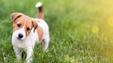 the-raw-superstore-training-treats