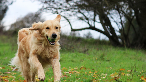 the-raw-superstore-riaflex-joint-supplements