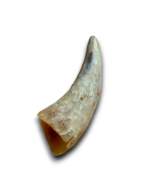 Anco Hollow Cow Horn