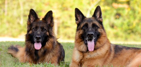 OVER 15 RAW BRANDS TO CHOOSE FROM