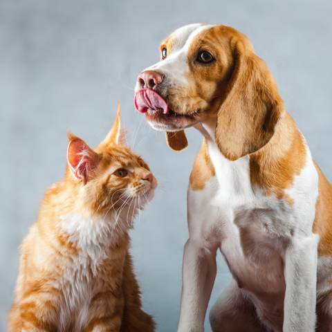 Large selection of raw food brands