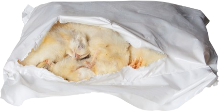 the-raw-superstore-southcliffe-day-old-chicks