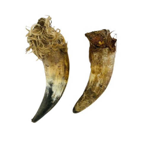 the-raw-superstore-anco-cow-horn